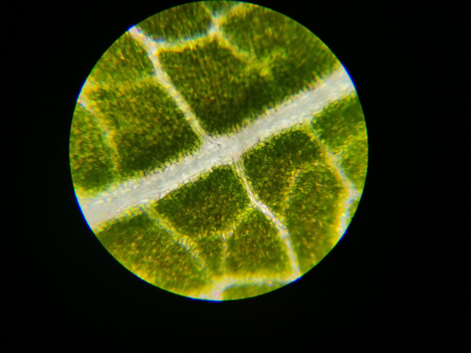 AmScope 40X-1000X Student Biological Compound Microscope with Sturdy All-Metal Framework, Optical Glass Lenses, Mechanical Stage and Coarse & Fine Focusing - Customer Photo 3