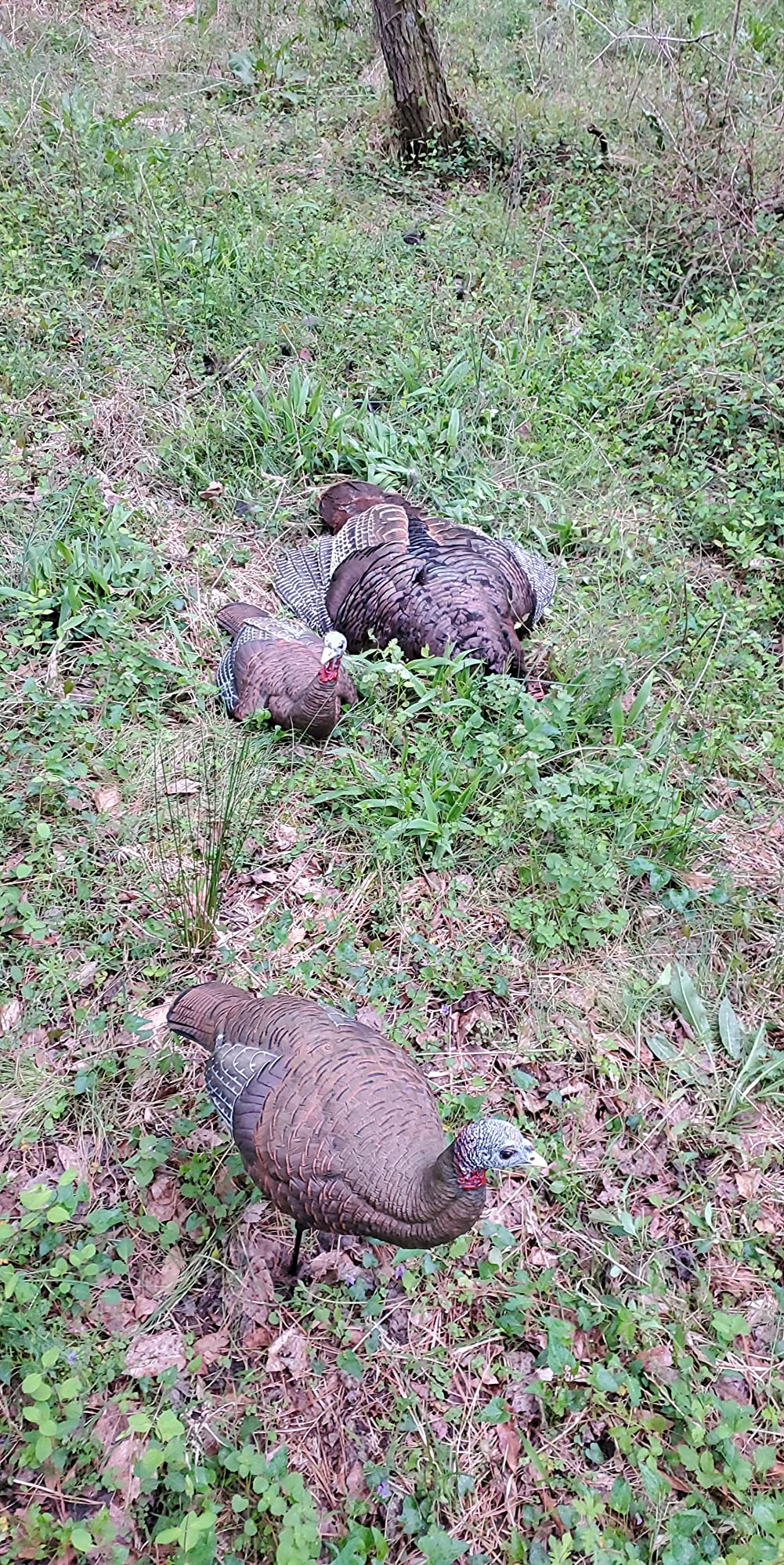 Avian X LCD Breeder Hen Turkey Decoy customer photo 1