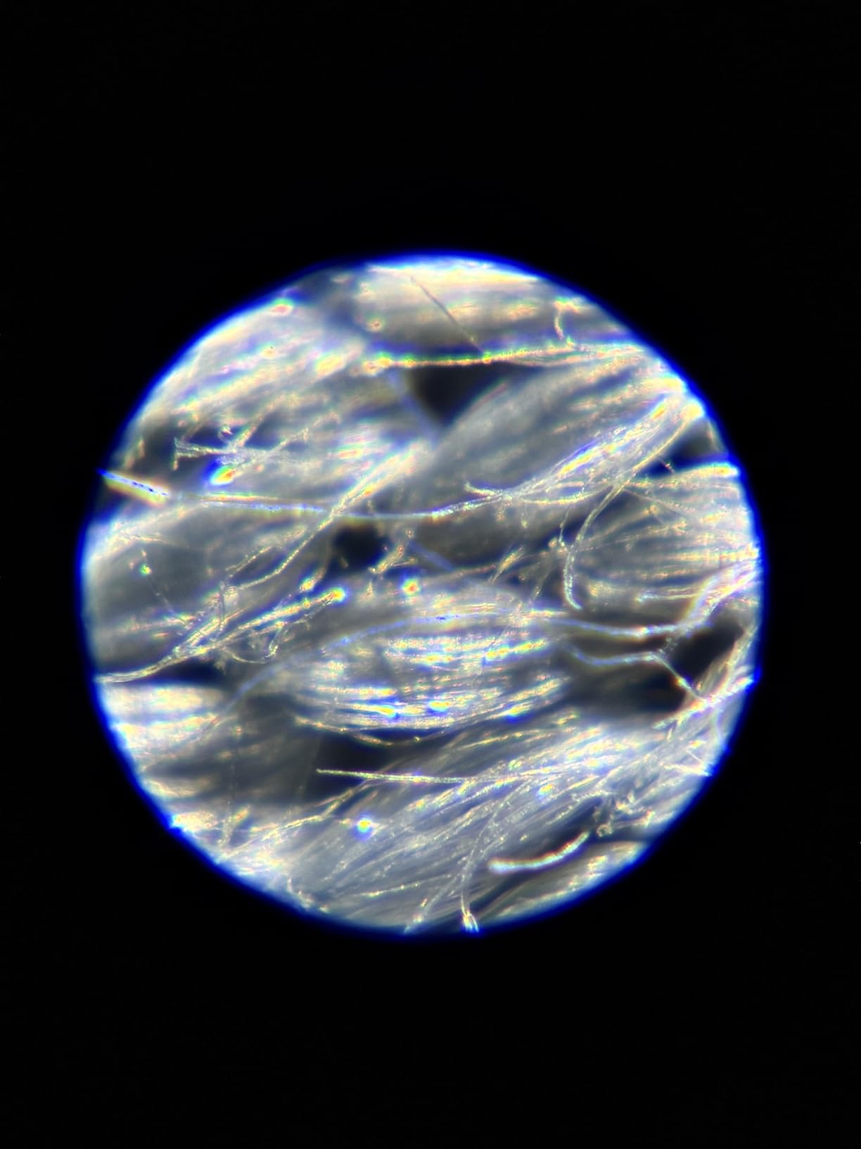 Carson MicroFlip 100x-250x, LED UV Pocket Microscope with Smartphone Clip, STEM Education (MP-250) Customer Review Carson MicroFlip 100x-250x, LED UV Pocket Microscope with Smartphone Clip, STEM Education (MP-250) - Customer Photo 2