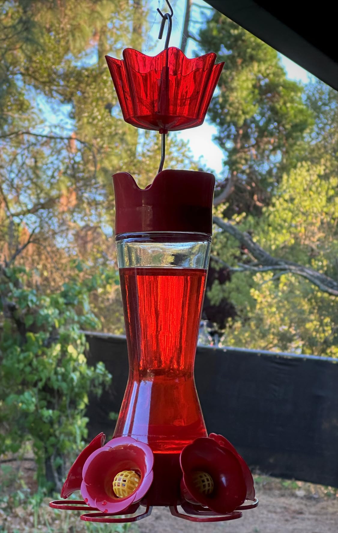 Perky-Pet Favored Pinch-Waist Glass Hummingbird Feeder with Built-in Ant Moat and Bee Guards - 16 oz Capacity - 204CP-4 - Customer Photo 2