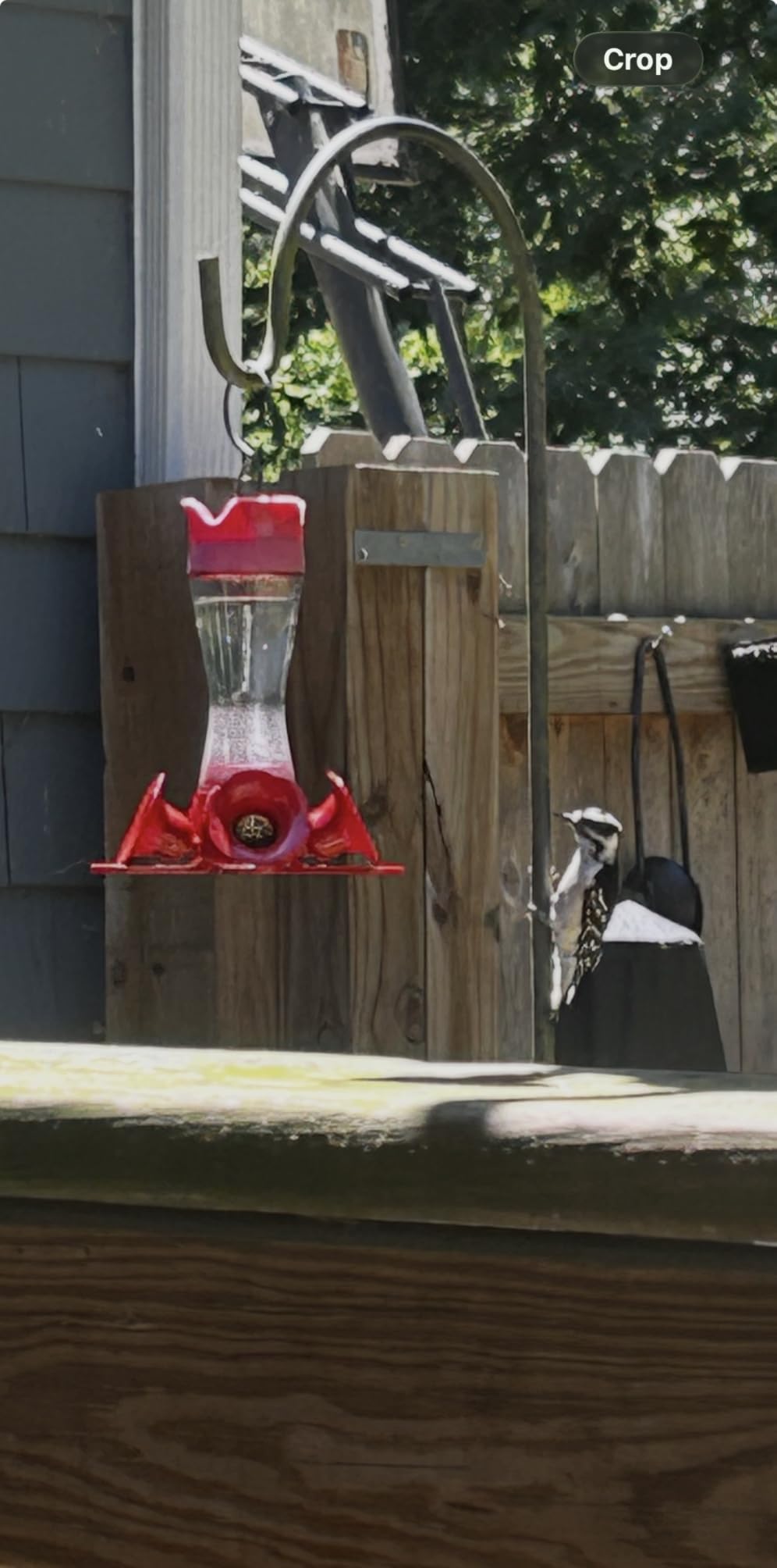 Perky-Pet Glass Hummingbird Feeders for Outdoors, 8 oz Nectar Capacity | Ant Moat, Bee Guards, & Perches, Wide-Mouth Bottle for Easy Filling & Cleaning, Hanging Bird Feeder, 203CPBN-2 (Pack of 2) customer photo 1