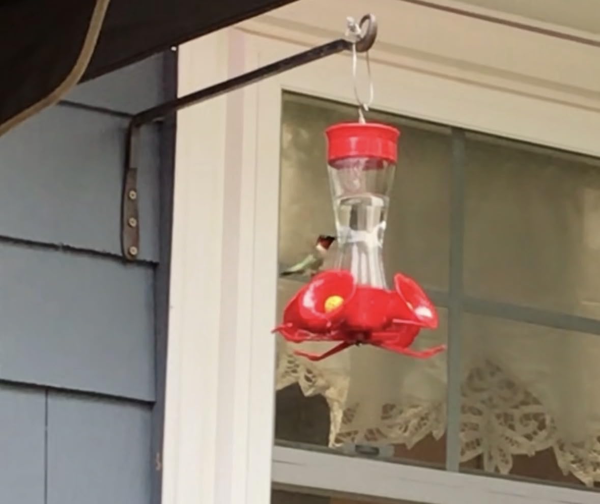 Perky-Pet Glass Hummingbird Feeders for Outdoors, 8 oz Nectar Capacity | Ant Moat, Bee Guards, & Perches, Wide-Mouth Bottle for Easy Filling & Cleaning, Hanging Bird Feeder, 203CPBN-2 (Pack of 2) customer photo 2