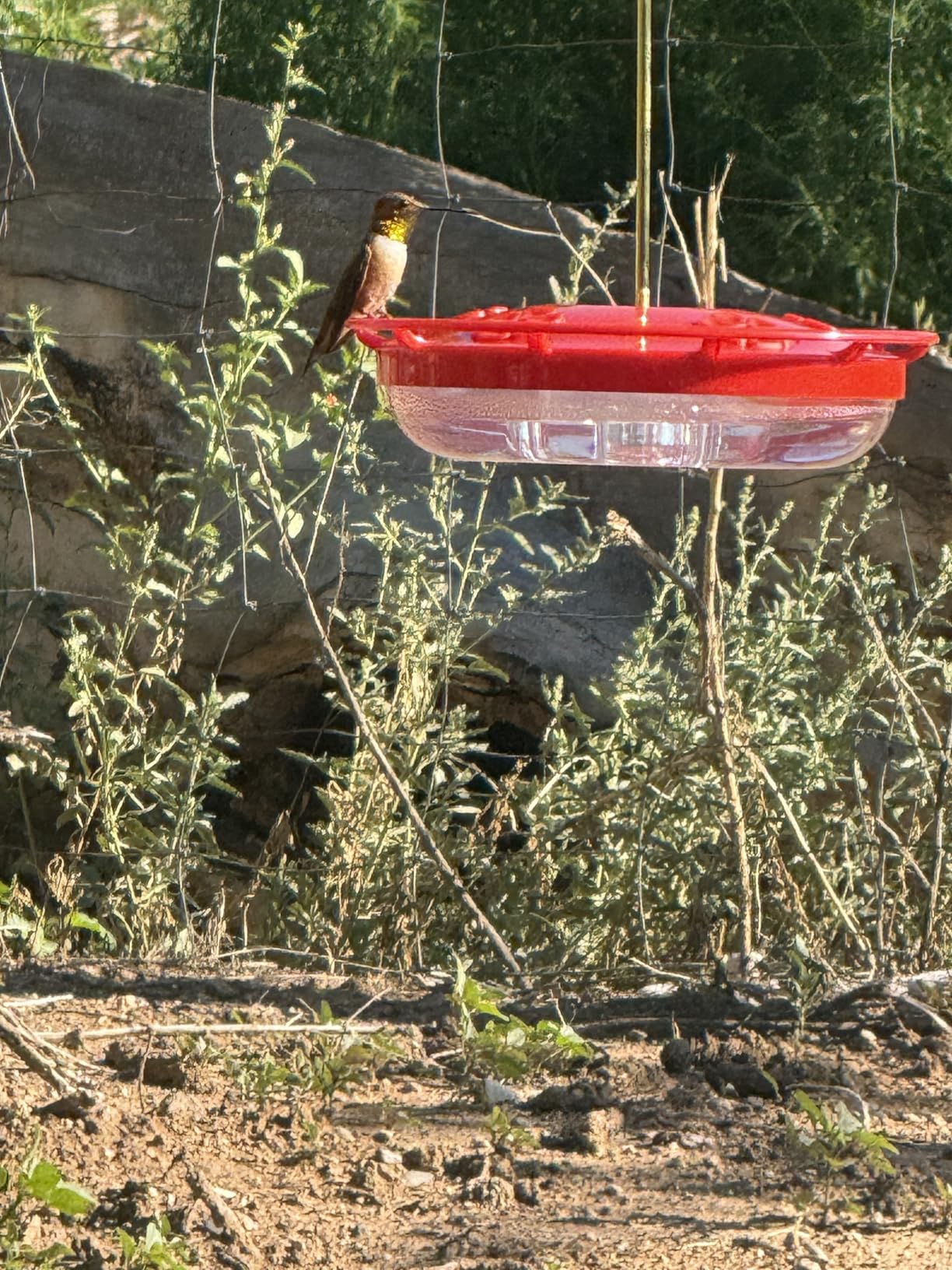 eWonLife 2 Pack Hummingbird Feeders for Outdoors, 16oz Leak-Proof Saucer Humming Bird Feeder with Integrated Ant Moat, Bee Proof 5 Feeding Ports, Brush, Easy Clean & Refill, Hanging Garden Yard Decor - Customer Photo 3