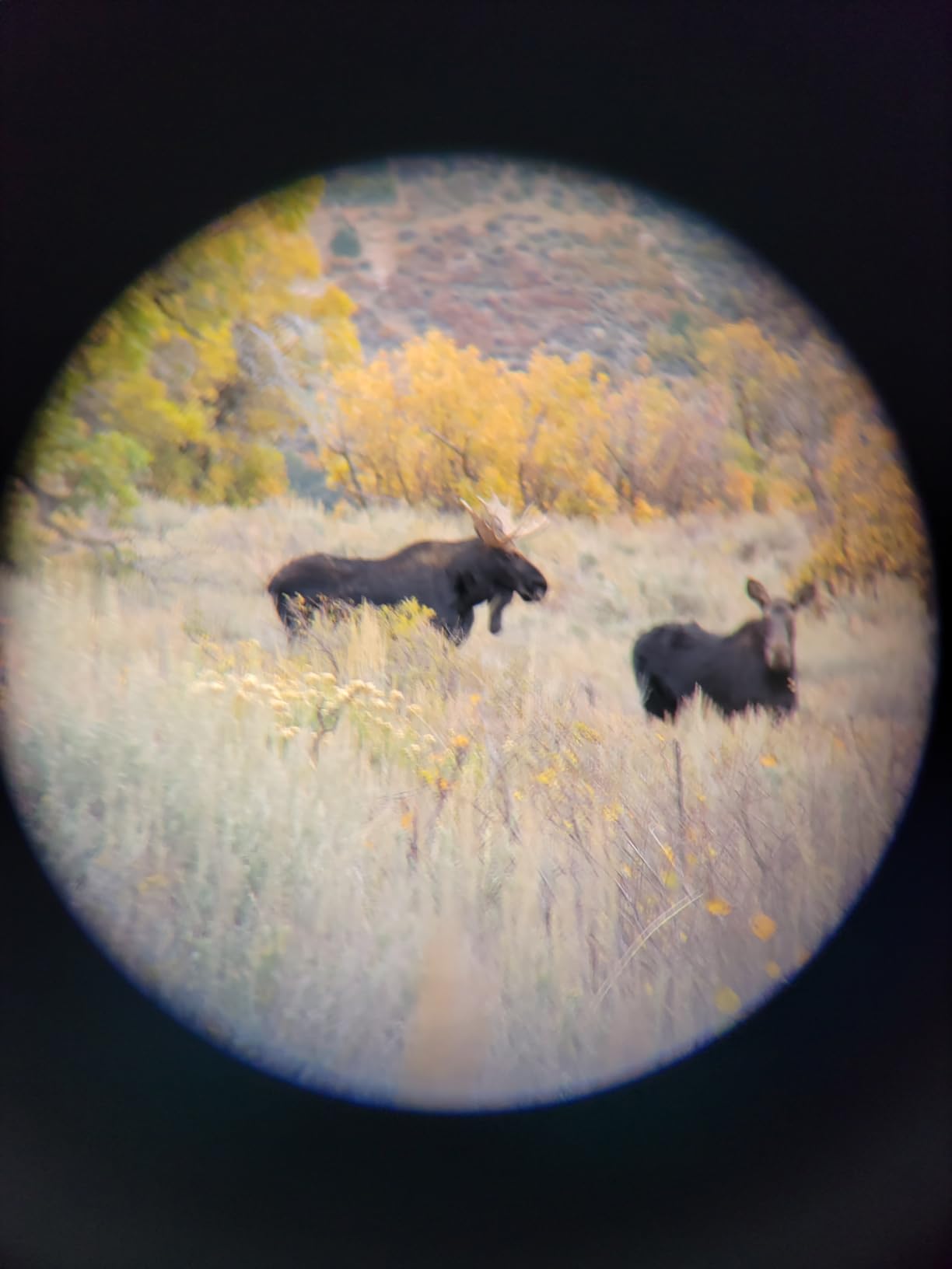 Leupold BX-1 McKenzie HD Binoculars, 10x50mm (181174) - Customer Photo 1
