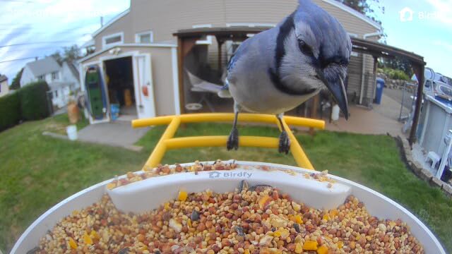 NETVUE by Birdfy Smart Bird Feeder with 2K AI Camera, Auto Capture Videos & Motion Detection, Live Steam, Wireless Wildbird Watching, Ideal Gift for Outdoor Backyard Birder(AI by Subscription) - Customer Photo 1