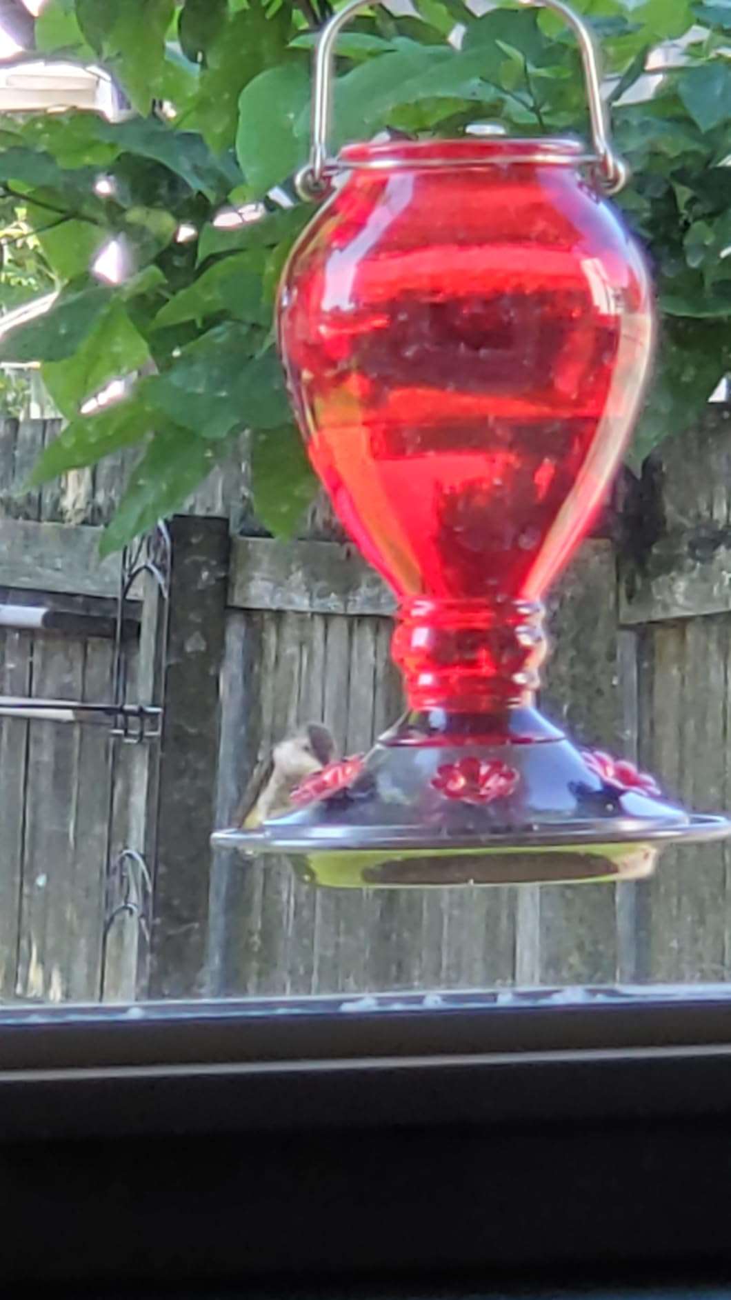 Kingsyard Glass Hummingbird Feeder - 6 Bee Guard Feeding Ports & Ant Moat, 24 oz Leak Proof, Wild Bird Feeder for Outdoors Hanging, Easy to Clean & Refill, Garden Yard Decor, Red - Customer Photo 2