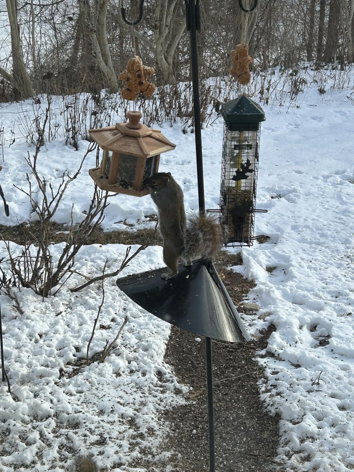 Gtongoko Bird Feeder Pole Squirrel Proof, 92 Inch Double Shepherds Hook for Outdoor with Squirrel Baffles Adjustable Heavy Duty with 5 Prongs Base for Hanging Plants, Bird Feeders, Black Customer Review Gtongoko Bird Feeder Pole Squirrel Proof, 92 Inch Double Shepherds Hook for Outdoor with Squirrel Baffles Adjustable Heavy Duty with 5 Prongs Base for Hanging Plants, Bird Feeders, Black - Customer Photo 1