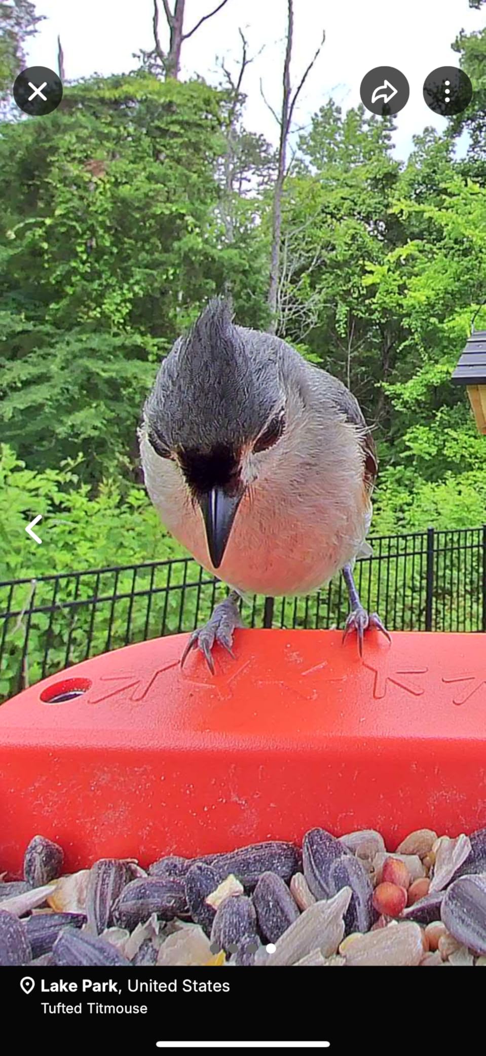 Birdbuddy PRO Solar Smart Bird Feeder with Camera - AI Bird Species Identification, 5MP Photos, 2K HD Video Live Stream Camera, Slow-Motion Video, 2.6in Focus - Blue Solar - Customer Photo 3