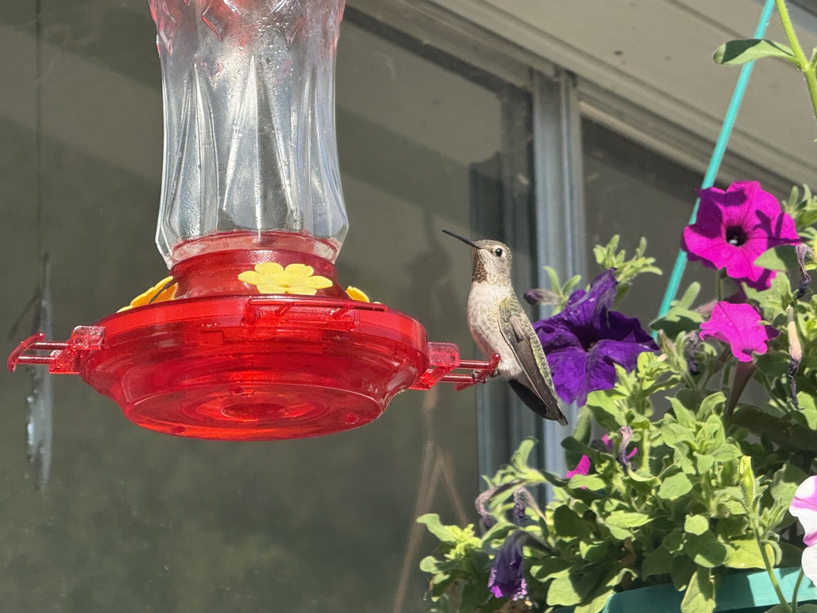 BOLITE Glass Hummingbird Feeders for Outdoors Hanging, Built-in Ant Moat, 4 Bee Guard Feeding Ports with Perches, Leak Proof, 15 Ounces, Stars Decor, Red, Gifts for Women Men, Gifts for Mom Dad - Customer Photo 1