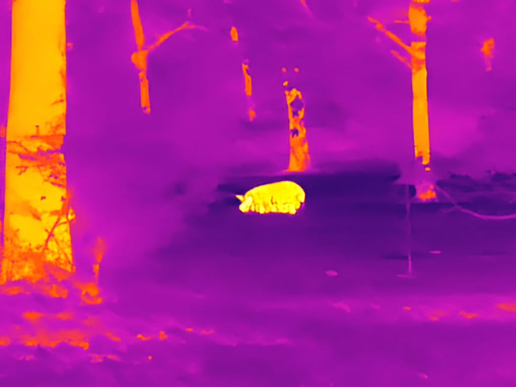 GOYOJO GRL325/GRL335 Thermal Scope for Hunting, 384x288 Thermal Vision Riflescope with High Sensitivity Optics, 55Hz Thermal Night Vision Scope with 64GB Storage Customer Review GOYOJO GRL325/GRL335 Thermal Scope for Hunting, 384x288 Thermal Vision Riflescope with High Sensitivity Optics, 55Hz Thermal Night Vision Scope with 64GB Storage - Customer Photo 3