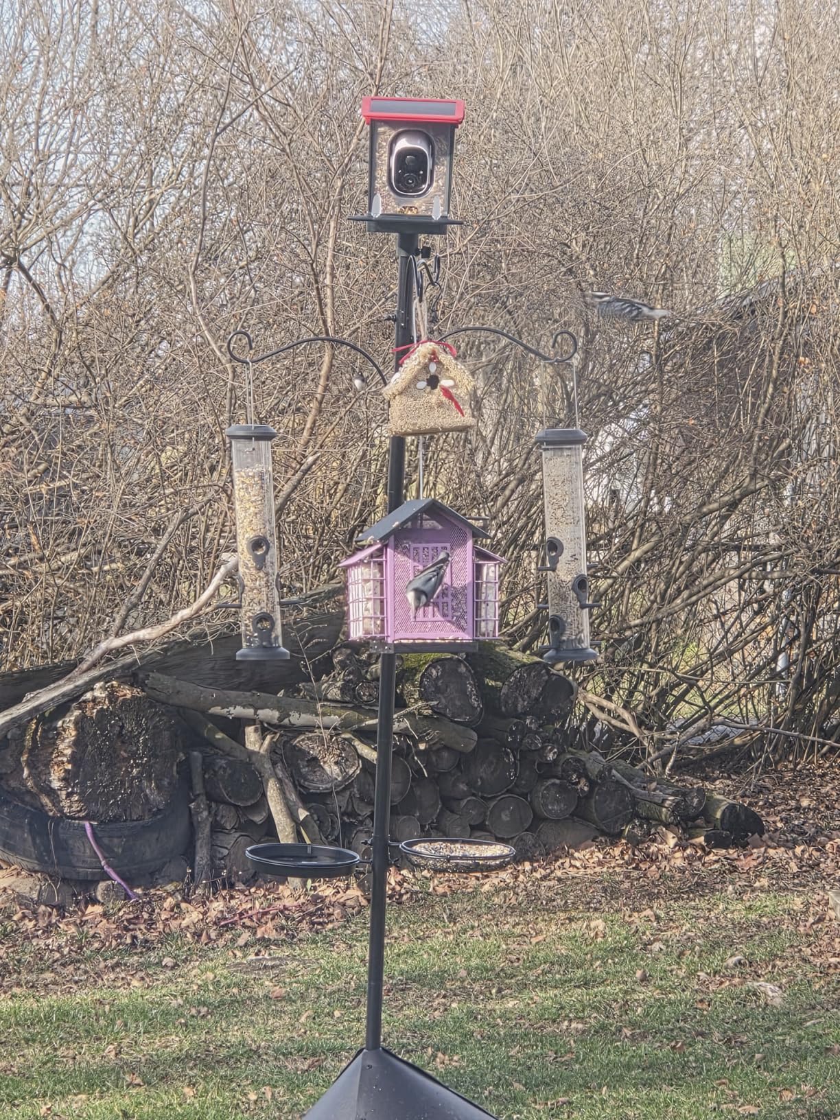 2025 Upgraded Heavy Duty Bird Feeder Pole,92 Inch Squirrel Proof Adjustable Bird Feeding Station,4 Shepherd Hooks for Feeder Stand, Includes Water Bowl and Mesh Tray,for Outdoor Garden & Yard Customer Review 2025 Upgraded Heavy Duty Bird Feeder Pole,92 Inch Squirrel Proof Adjustable Bird Feeding Station,4 Shepherd Hooks for Feeder Stand, Includes Water Bowl and Mesh Tray,for Outdoor Garden & Yard - Customer Photo 1