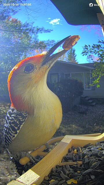 Birdfy Smart Bird Feeder with Camera Solar Powered, Slow-Motion Video & Night Insight, AI Identify 6000+ Species Lifetime Free, Ideal for Outdoors Bird Watching & Gifts for BirdLovers, Wood - Customer Photo 2