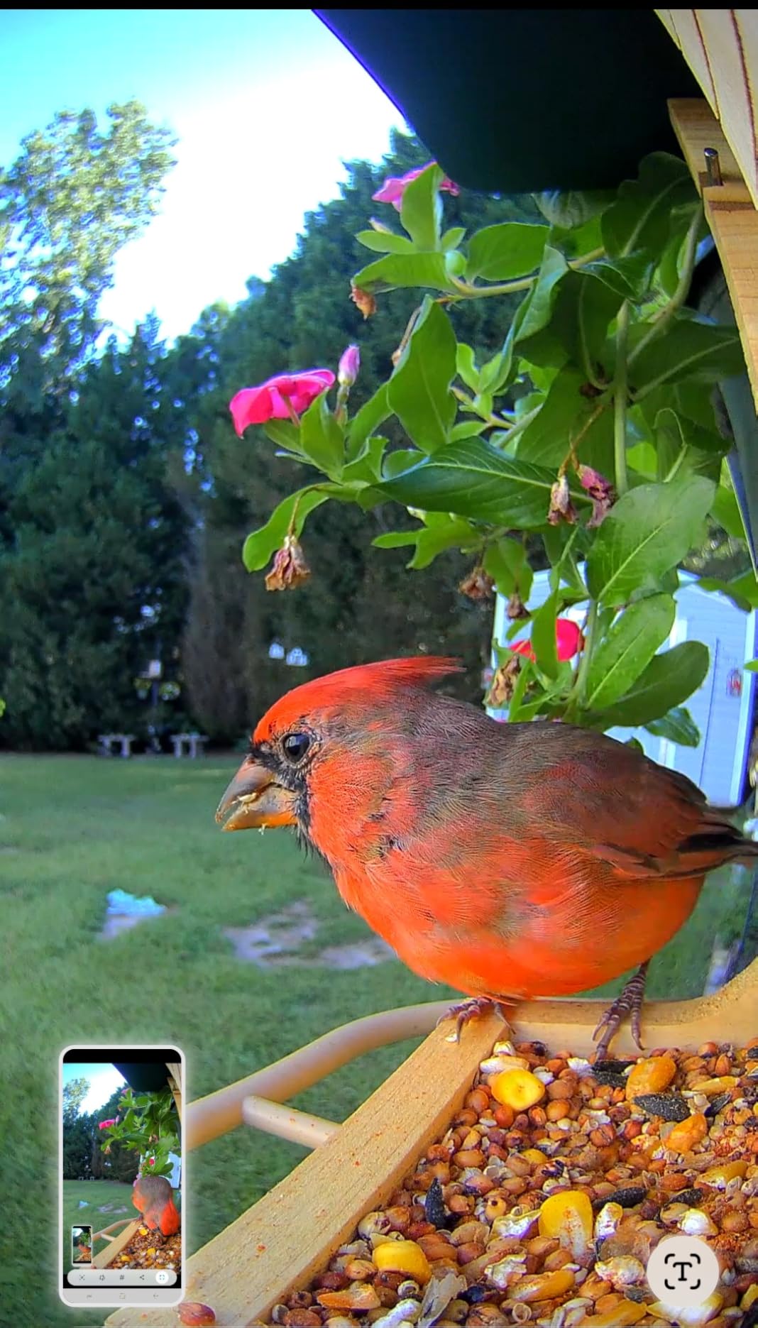 Birdfy Smart Bird Feeder with Camera Solar Powered, Slow-Motion Video & Night Insight, AI Identify 6000+ Species Lifetime Free, Ideal for Outdoors Bird Watching & Gifts for BirdLovers, Wood - Customer Photo 3