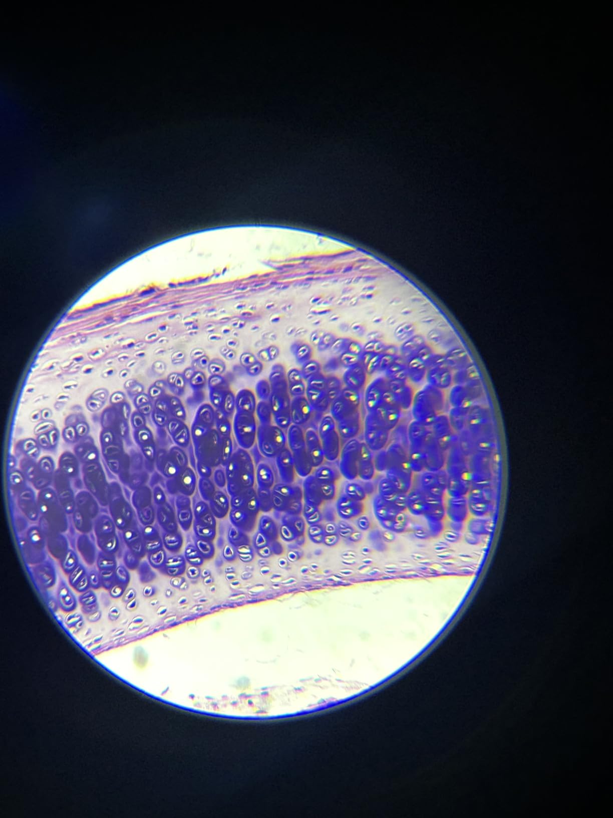 Compound Binocular Microscope for Adults, Professionals & Kids, 40X-2000X Magnification with LED Illumination, Mechanical Stage, WF2x & WF25x Eyepieces，Compatible for Lab, School, Home Education - Customer Photo 1