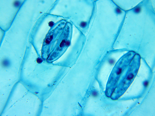 OMAX MD827S30L Built-in 3MP Camera 2000X Digital Biological Compound Microscope customer photo 1