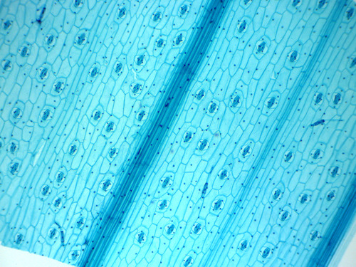 OMAX MD827S30L Built-in 3MP Camera 2000X Digital Biological Compound Microscope customer photo 2