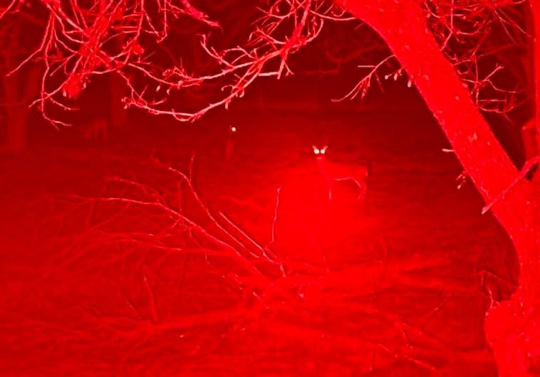 CREE Red Hunting Light Tactical Flashlight, 250 Yards | Hunting Light for Coyote Hog Varmint Predator, Night Beam Rifle Hunting, Pressure Switch, Scope Mount customer photo 1