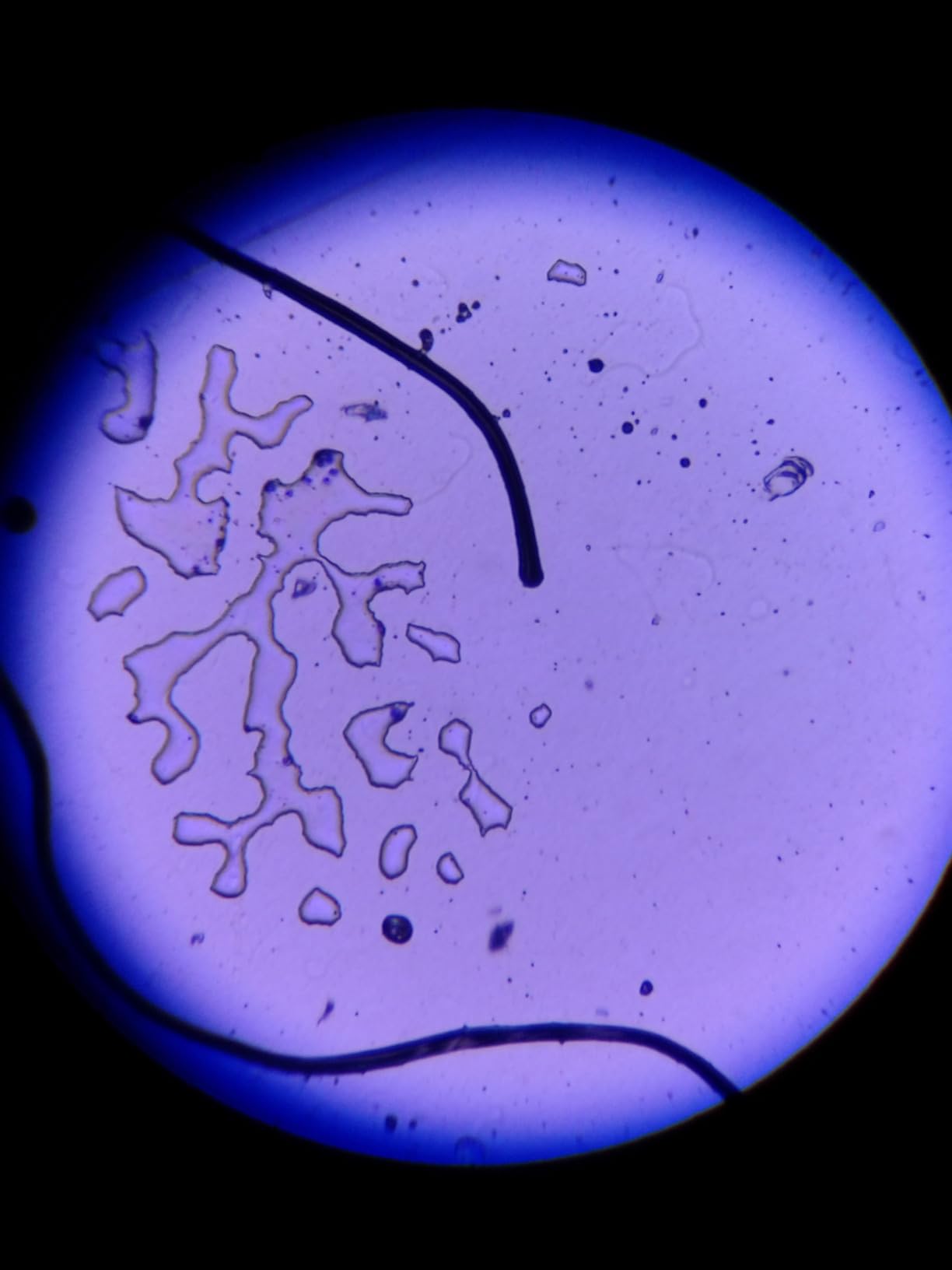 2000X Compound Microscope for Kids Adults: Microscope for Biology Education customer photo 2