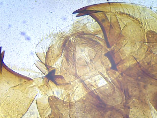 SWIFT Microscope SW150,Compound Student Microscope,40X-1000X,Monocular Head,Coarse & Fine Focusing,Dual Illumination,Cordless-Capable with Eyepiece Camera and Software Windows and Mac Compatible customer photo 2