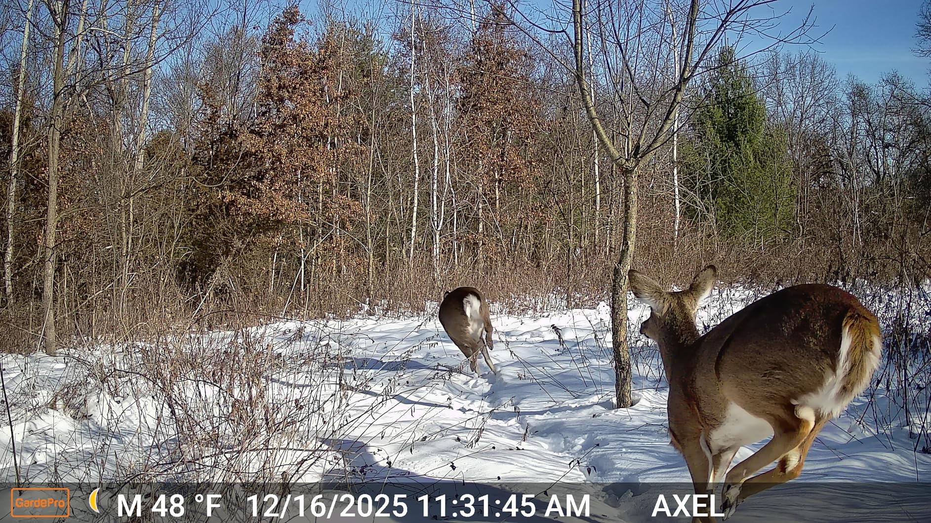 GardePro E5S Non-Cellular Trail Camera, 64MP Photo & 1296P HD Video customer photo 2