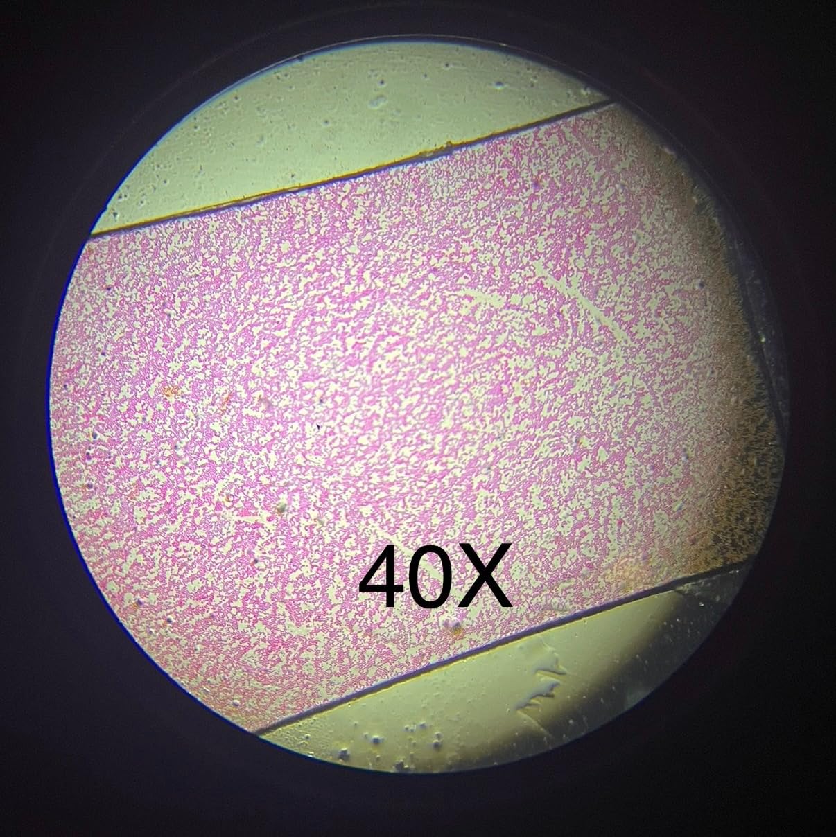 HSL 40x-2500x Compound Binocular Microscope for Adults Professional, Microscopes for Student Education, Biological Microscope Lab Microscope 1000x 400X customer photo 1