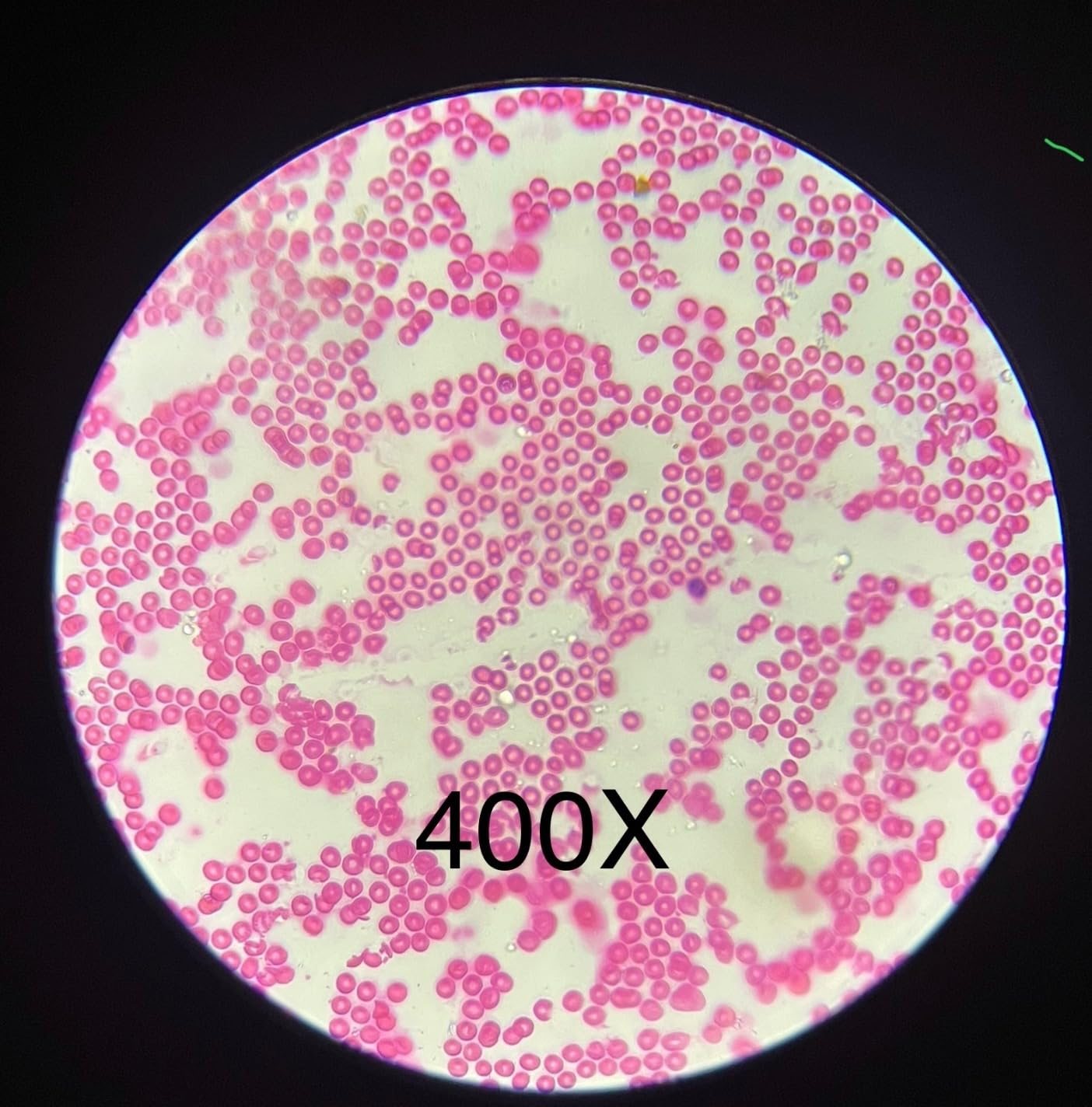 HSL 40x-2500x Compound Binocular Microscope for Adults Professional, Microscopes for Student Education, Biological Microscope Lab Microscope 1000x 400X customer photo 2