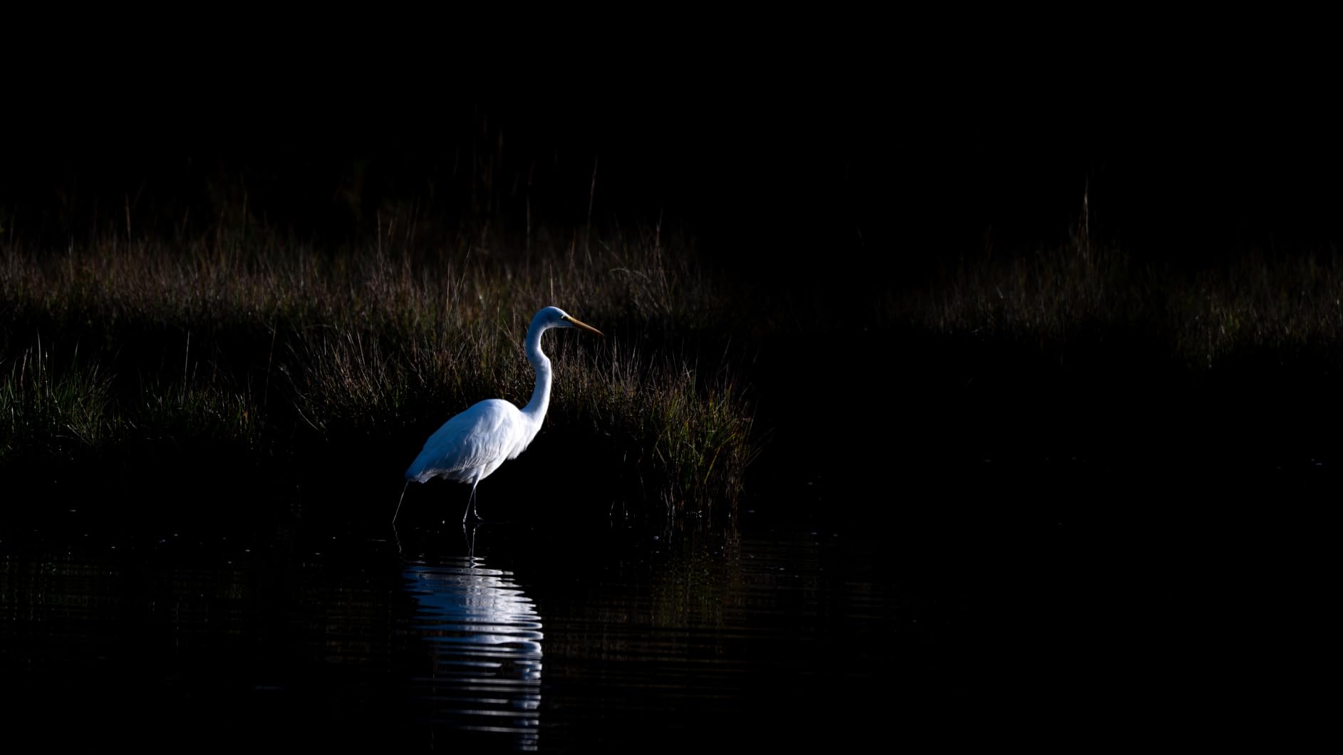 Nikon NIKKOR Z 180-600mm f/5.6-6.3 VR customer photo 2