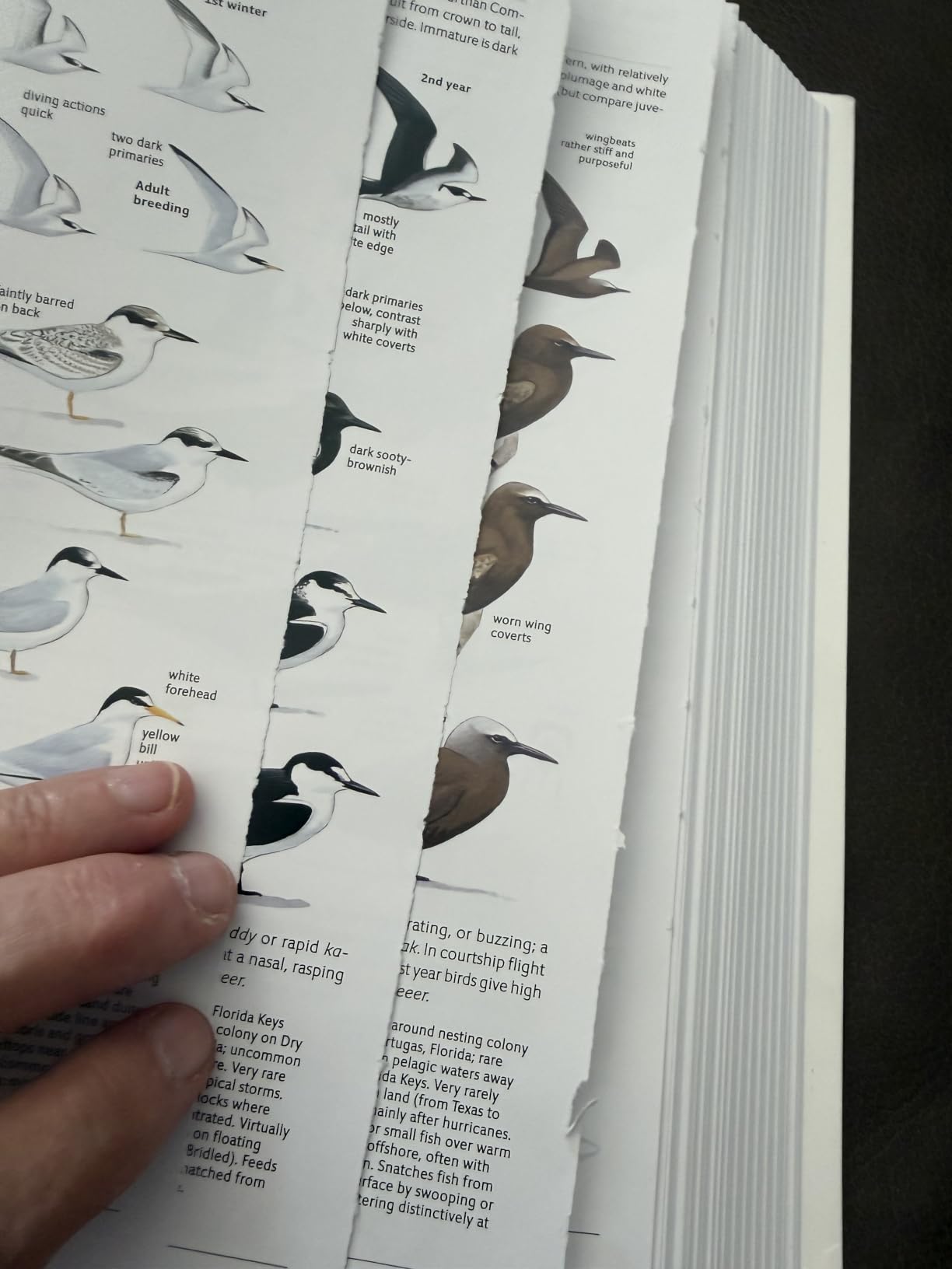 The Sibley Guide to Birds, 2nd Edition customer photo 2