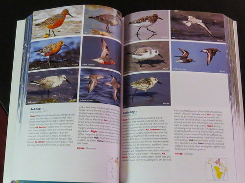 The New Stokes Field Guide to Birds: Eastern Region customer photo 2