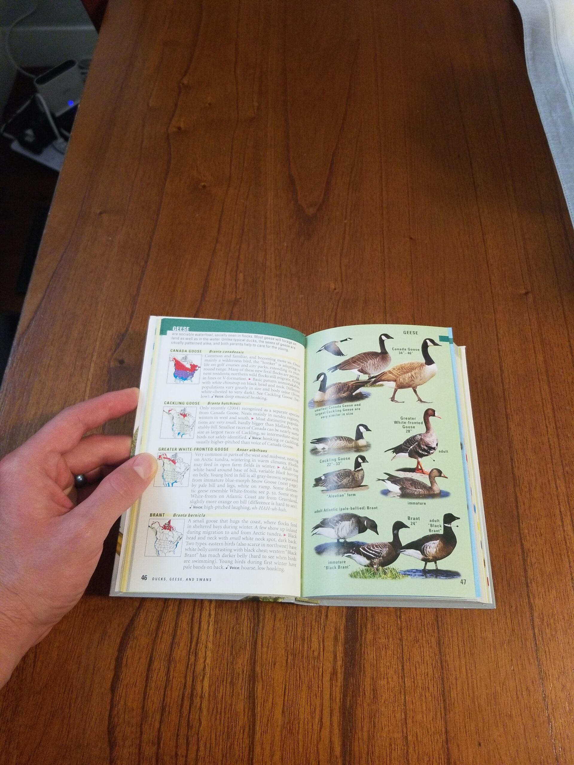 Kaufman Field Guide To Birds Of North America customer photo 2
