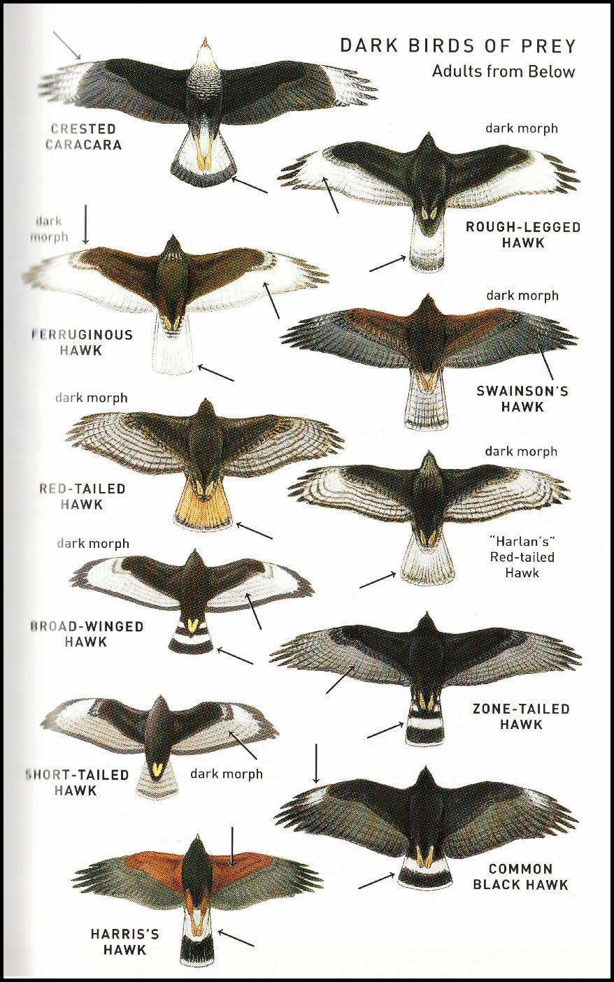 Peterson Field Guide To Birds Of Western North America, Fifth Edition customer photo 1