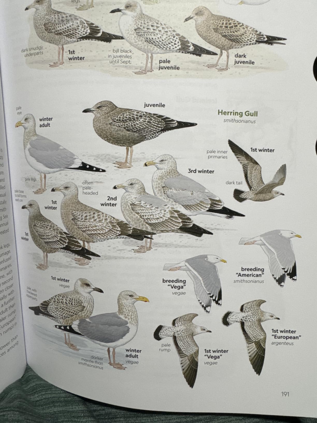 National Geographic Field Guide to the Birds of the United States and Canada, 8th edition customer photo 2