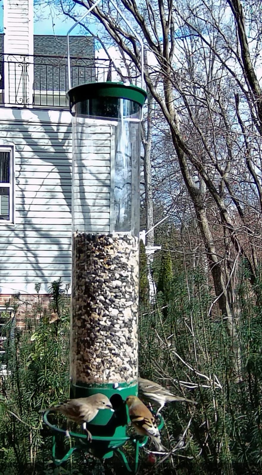 Droll Yankees Squirrel Proof Bird Feeder for Outdoors, 5 lb Seed Capacity | Rechargeable Weight-Activated Rotating Perch, Metal Base, UV-Stabilized Seed Tube, Hanging Bird Feeder, Green Yankee Flipper customer photo 2
