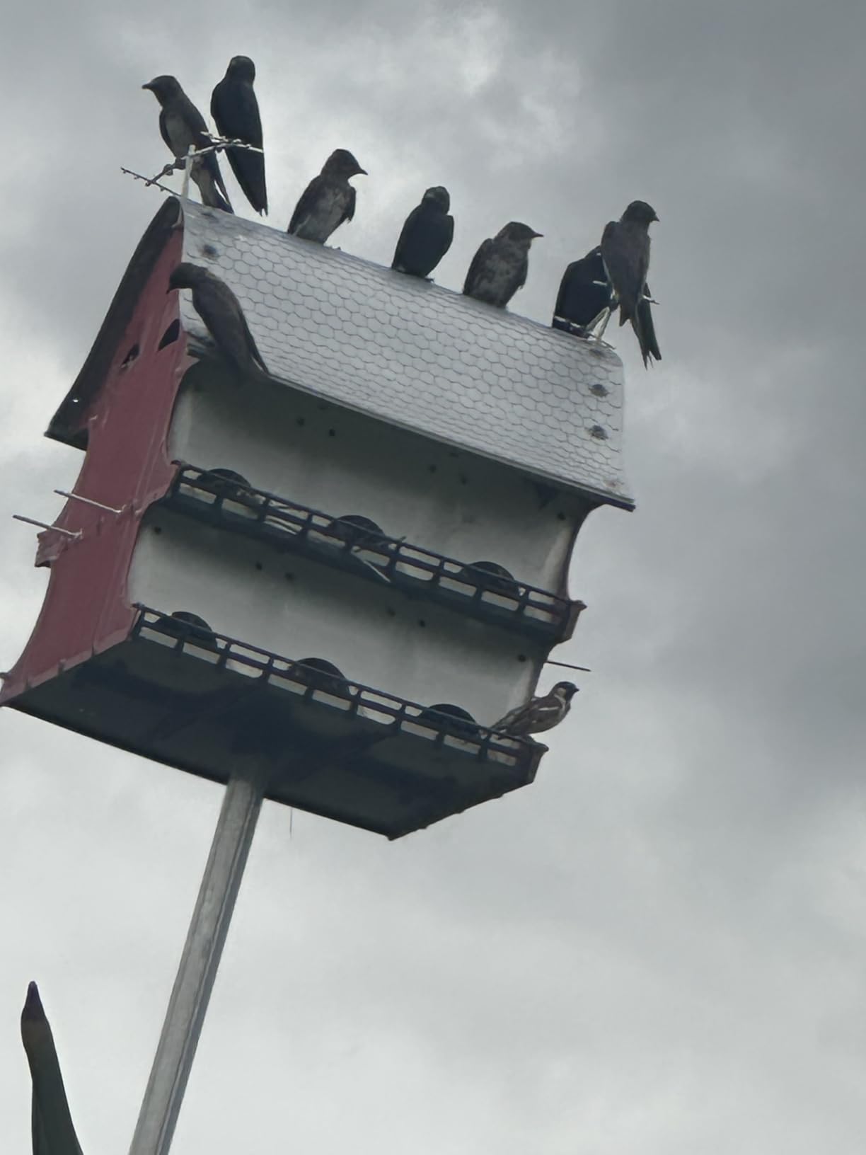 16 Family Purple Martin Barn customer photo 1