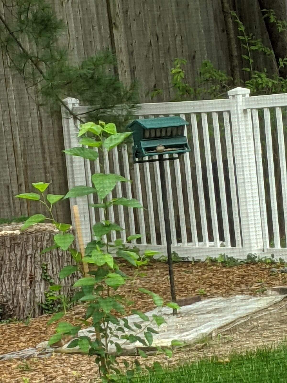 Woodlink Absolute II Squirrel Resistant Bird Feeder Model 7536, 12 lbs, Model:301045 customer photo 2