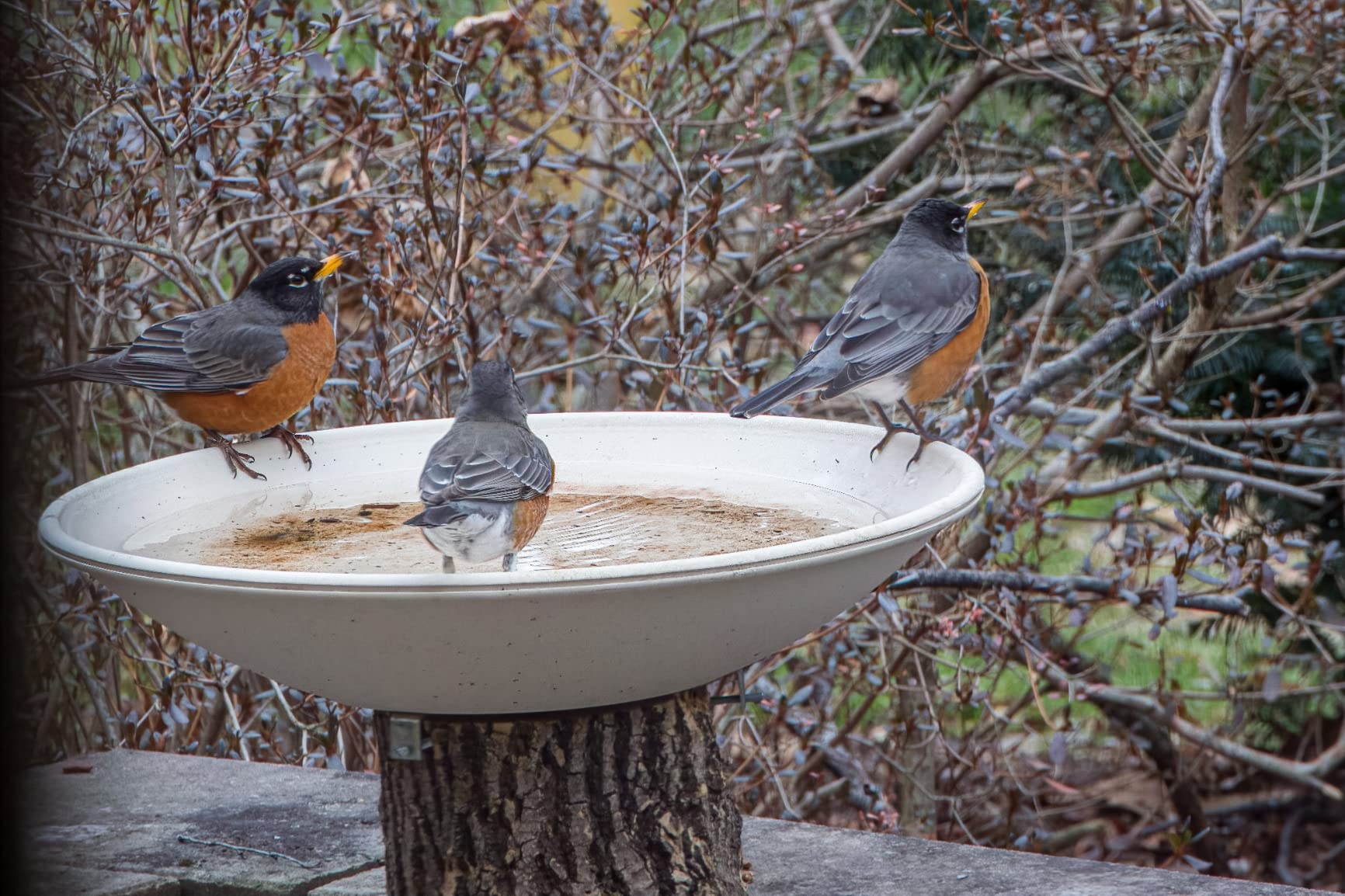 Allied Precision Industries API 600 20-Inch Diameter Heated Bird Bath Bowl (no stand), Light stone color customer photo 2