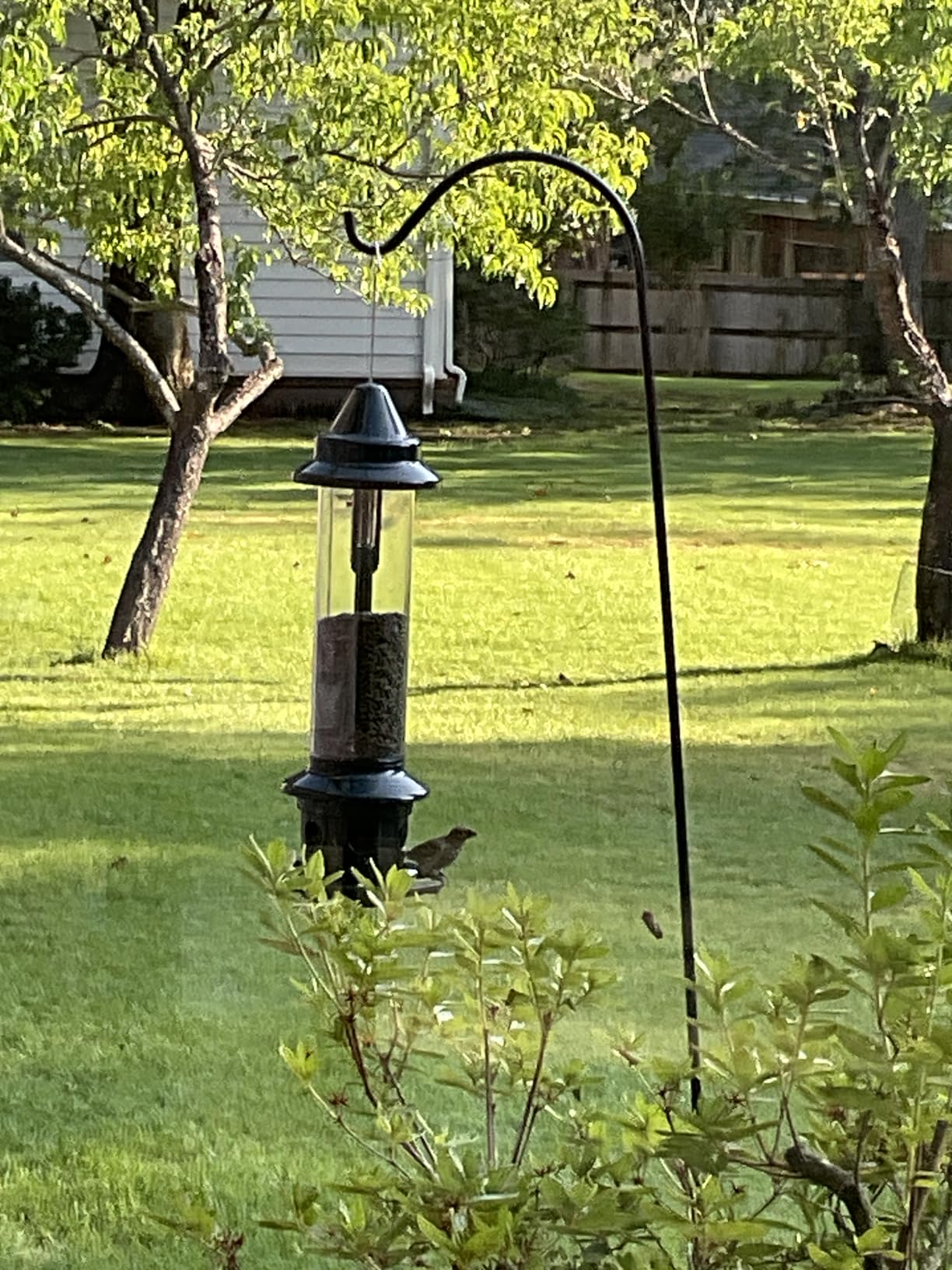 Squirrel Buster Plus Squirrel-proof Bird Feeder w/Cardinal Ring and 6 Feeding Ports, 5.1-pound Seed Capacity, Adjustable, Pole-mountable (POLE ADAPTOR SOLD SEPARATELY), Green | Squirrel-Proof Weight-Activated Shroud, Cardinal Ring, 6 Ports, 5.1 Lb Capacity, Adjustable Tension, Detachable for Cleaning customer photo 1
