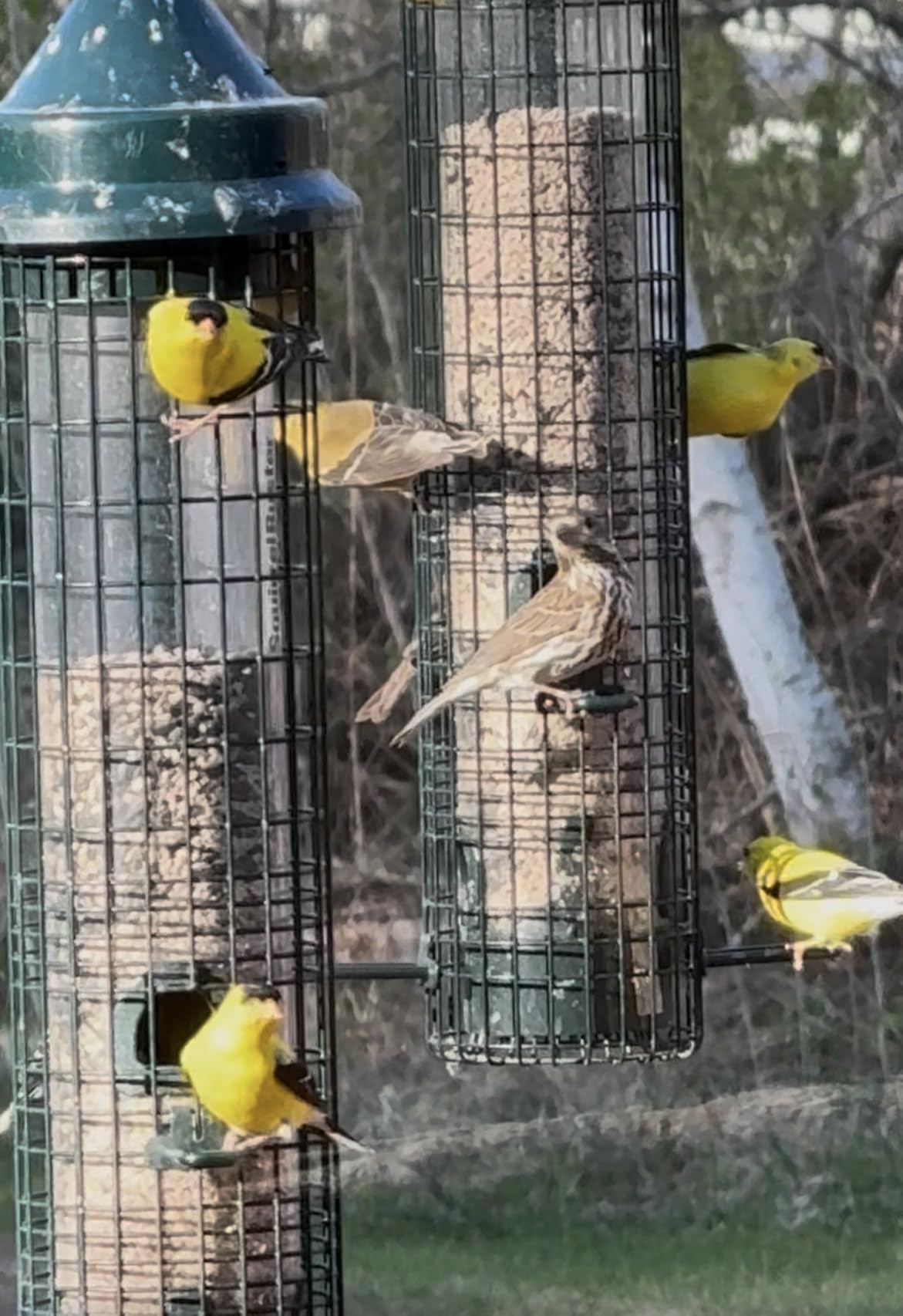 Squirrel Buster Classic Squirrel-proof Bird Feeder w/4 Feeding Ports, 2.4-pound Seed Capacity customer photo 1