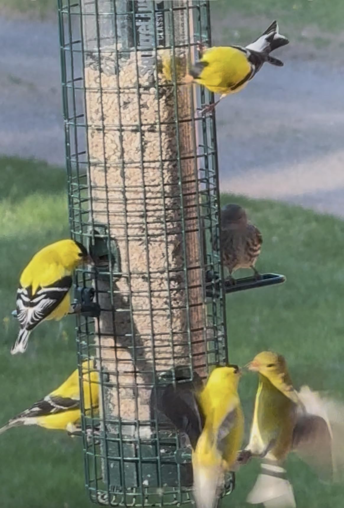 Squirrel Buster Classic Squirrel-proof Bird Feeder w/4 Feeding Ports, 2.4-pound Seed Capacity customer photo 2