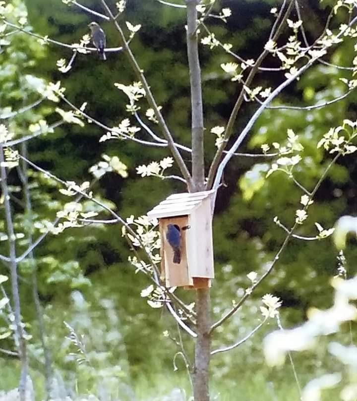 Woodlink NABB Audubon Cedar Bluebird House customer photo 1