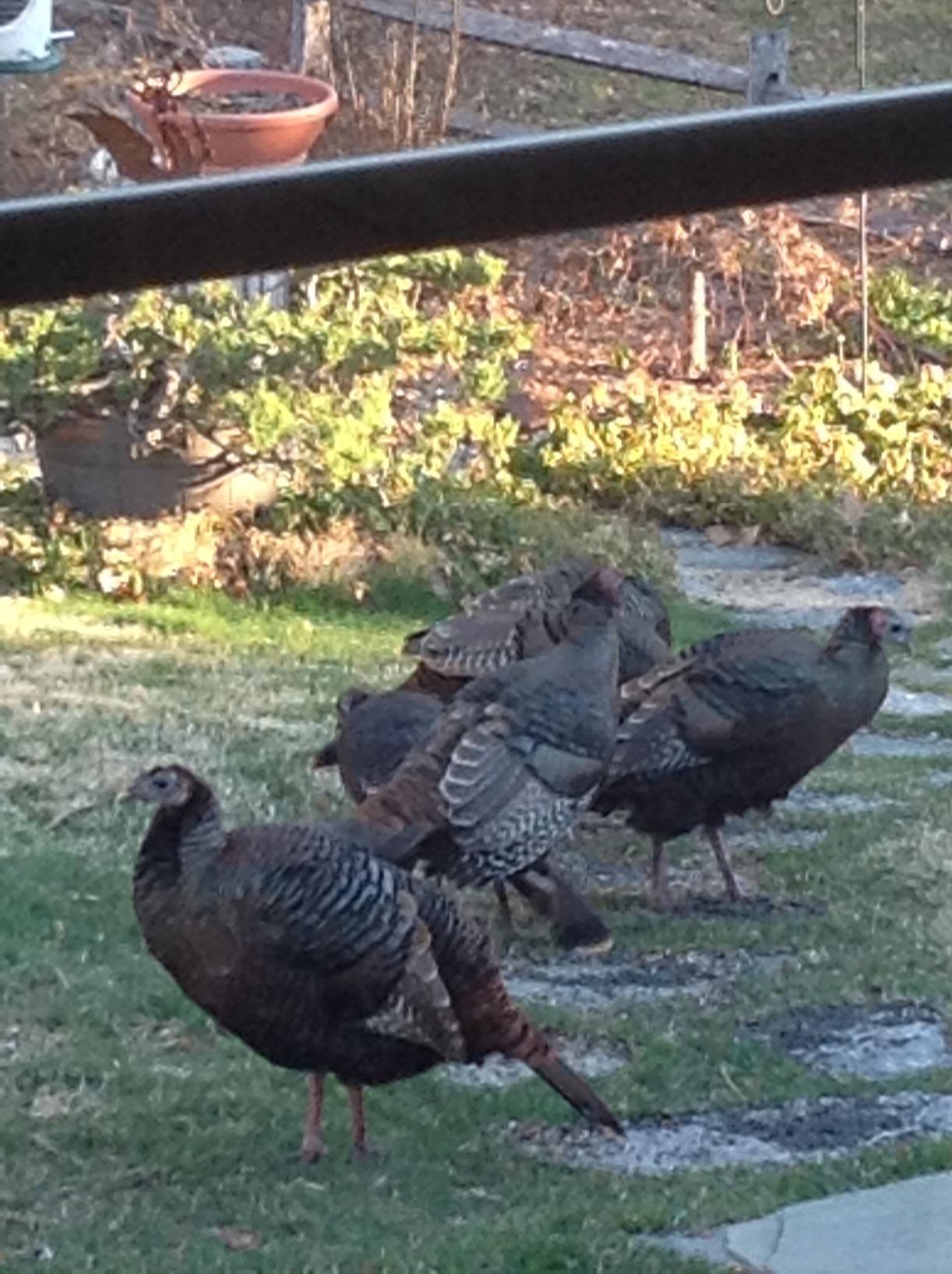 Primos Hunting PS222 The Gobbler Turkey Shaker Call, Black customer photo 2