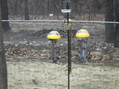 Kaytee Wild Bird Finch Station 2 Soft Mesh Sock Feeder, Includes, Yellow, 4 Socks customer photo 1