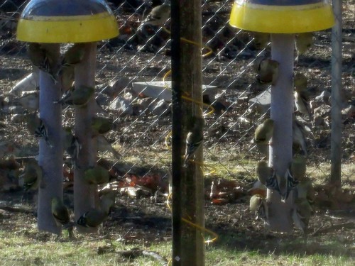 Kaytee Wild Bird Finch Station 2 Soft Mesh Sock Feeder, Includes, Yellow, 4 Socks customer photo 2