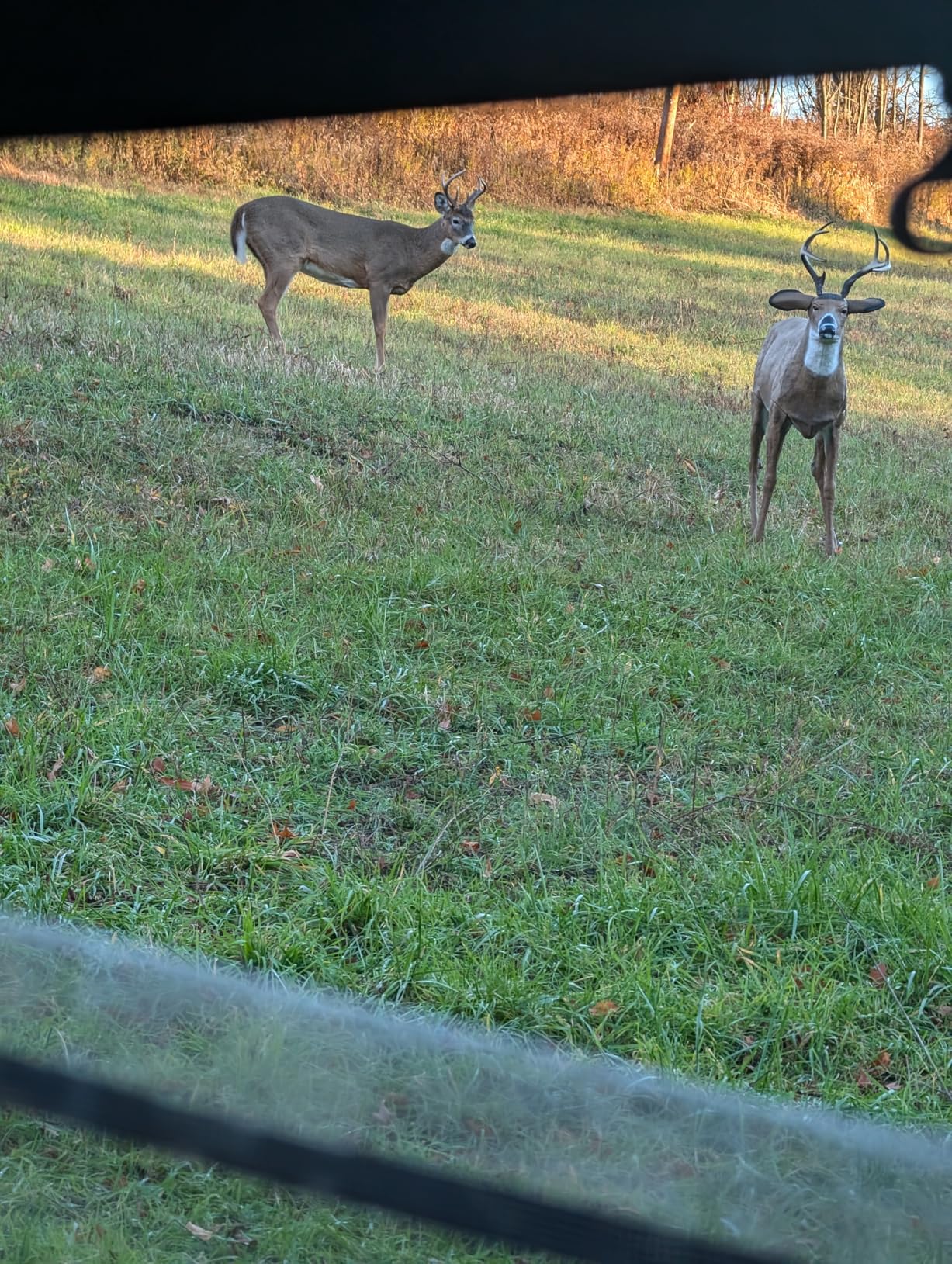 Flambeau Outdoors 5965MS Boss Buck - Masters Series Deer Decoy customer photo 1