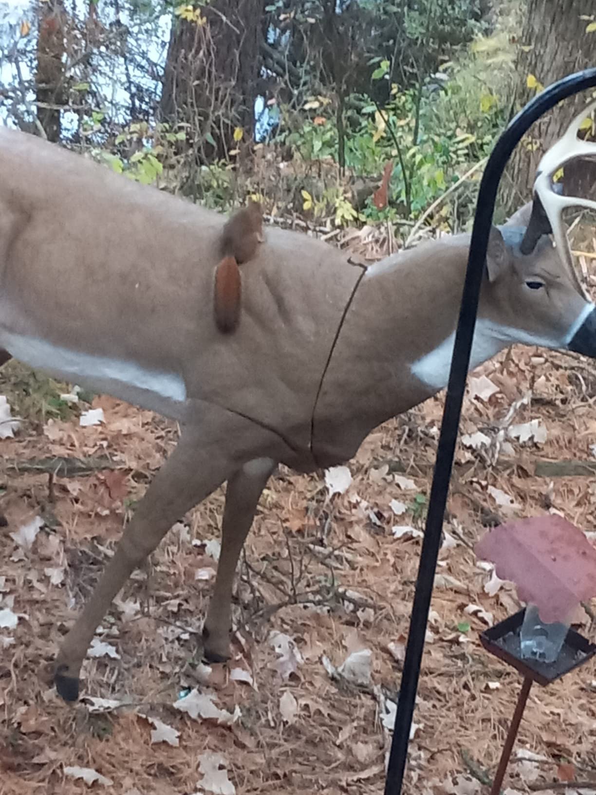 Flambeau Outdoors 5965MS Boss Buck - Masters Series Deer Decoy customer photo 2