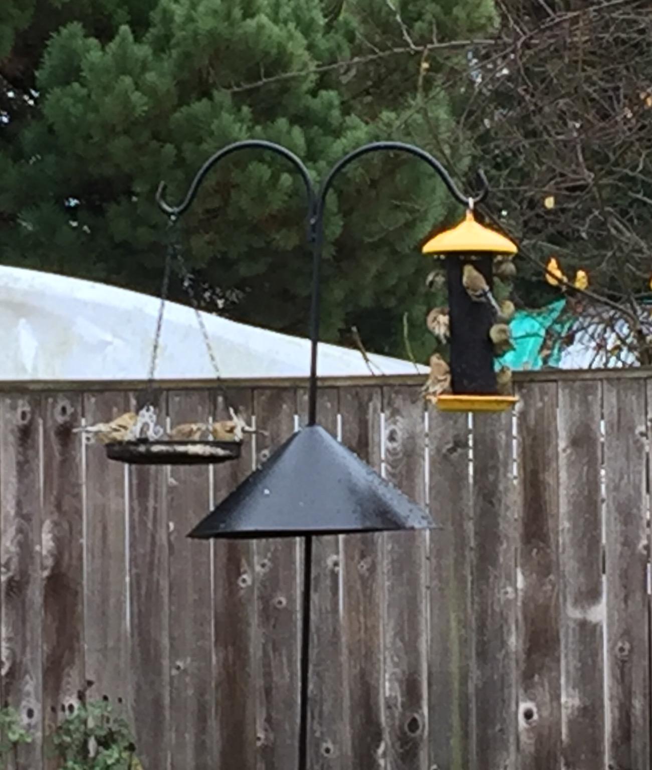 Stokes Select 38171 Finch Screen Bird Feeder with Metal Roof, Yellow, 1.1 lb Seed Capacity customer photo 1