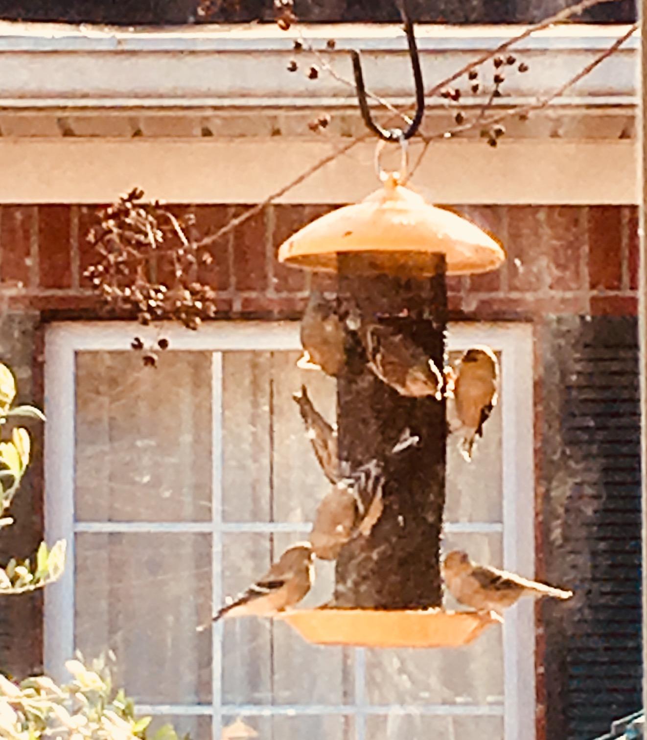 Stokes Select 38171 Finch Screen Bird Feeder with Metal Roof, Yellow, 1.1 lb Seed Capacity customer photo 2