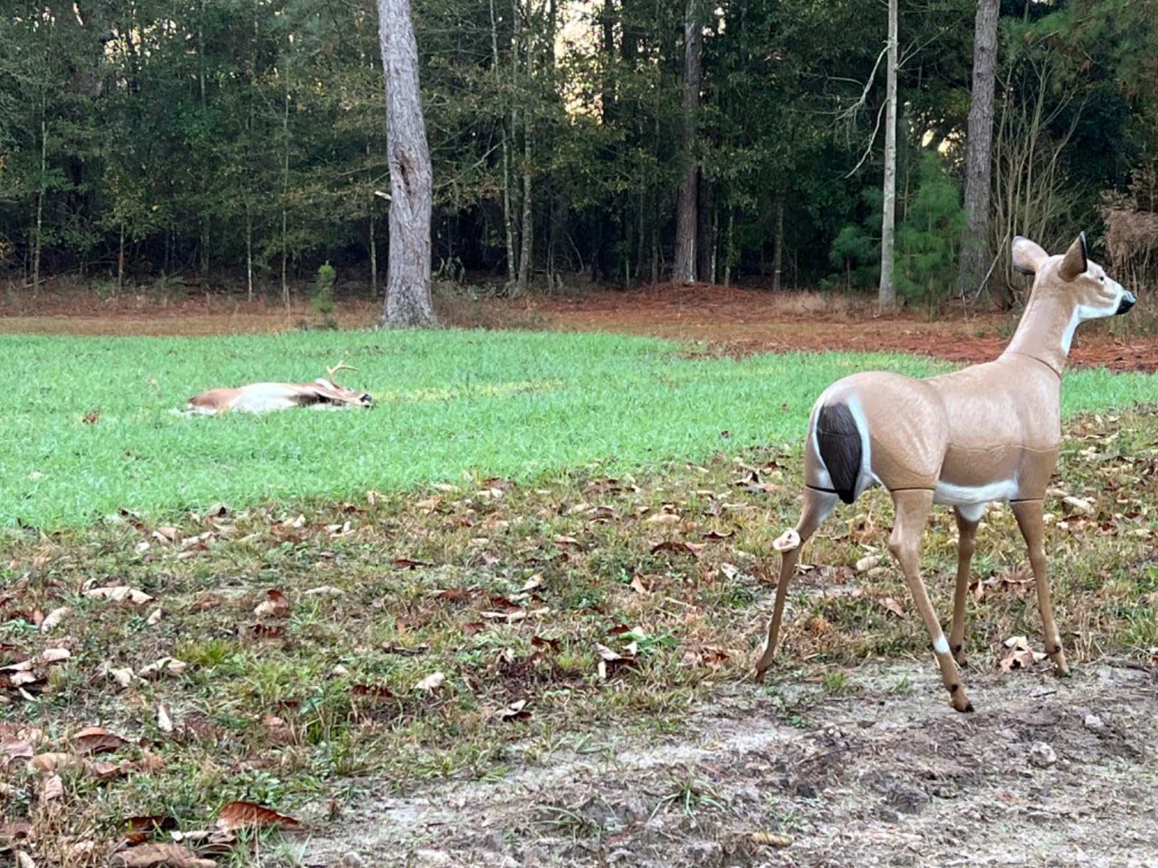 Flambeau Outdoors - Masters Series Deer Decoy customer photo 1