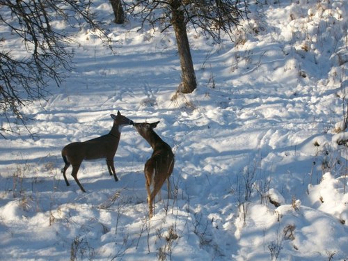 Flambeau Outdoors - Masters Series Deer Decoy customer photo 2