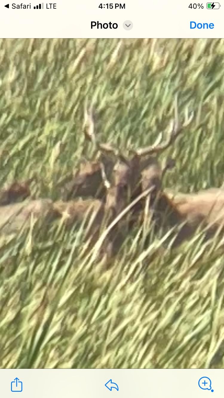 Primos Hunting Primos Cow Girl Call customer photo 2
